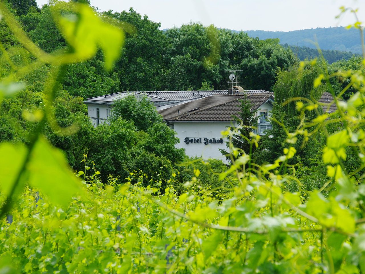 Hotel Jakob idyllisch gelegen zwischen Weinbergen im Odenwald